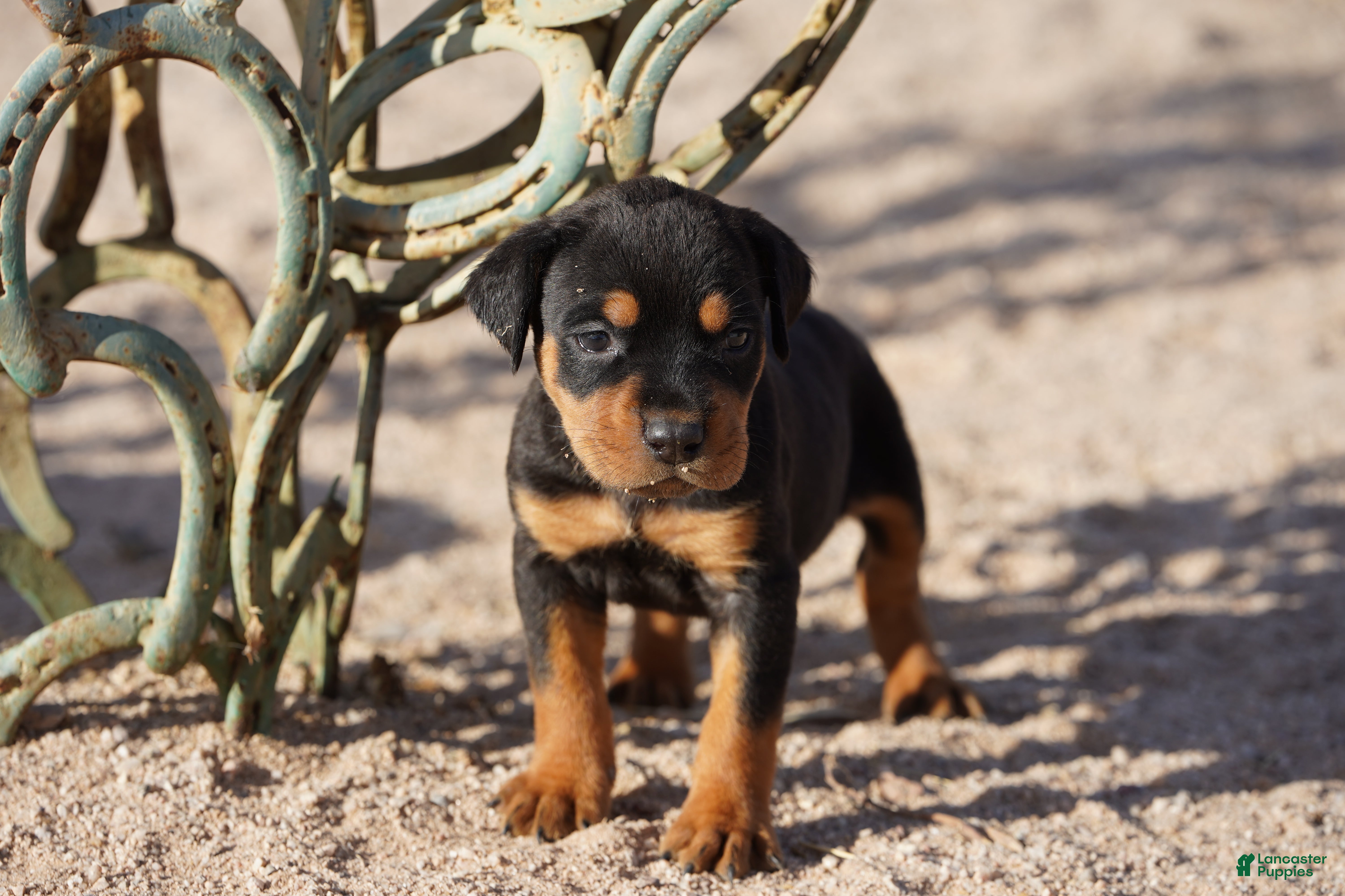 Rottweiler dogs Rott F2 - Ad 11