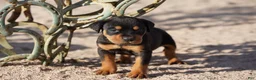 Rottweiler dogs for sale: Rott F2 - Ad 1