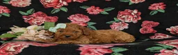 Miniature Poodle dogs for sale: Stephie - Ad 4