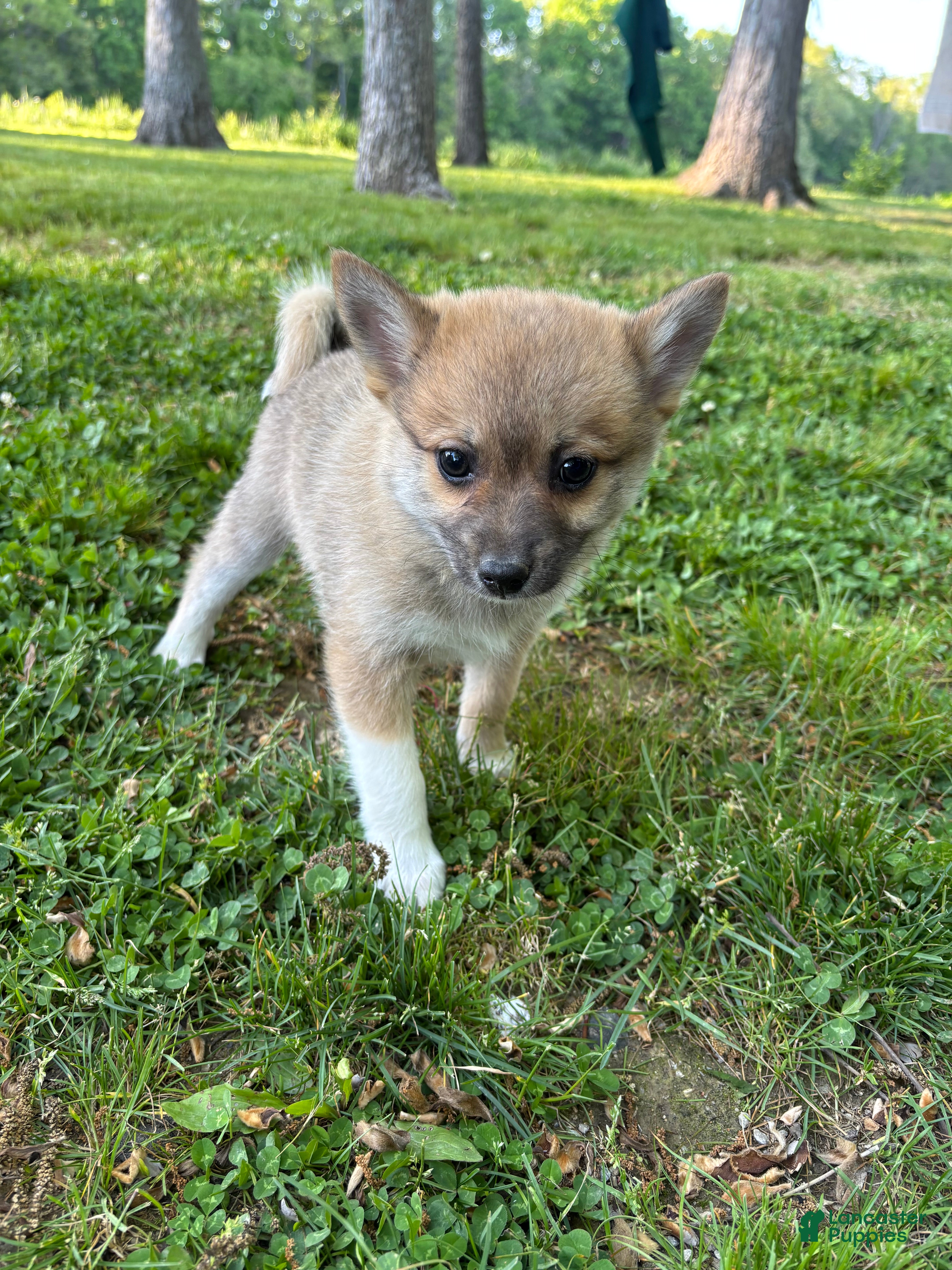 Pomsky dogs Milo  - Ad 2