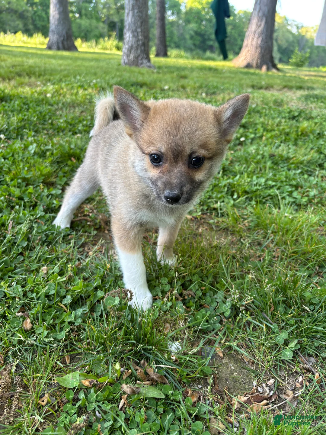 Pomsky dogs for sale: Milo  - Ad 2