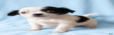 Andy