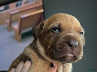 Mixed Breed dogs - Ad 25