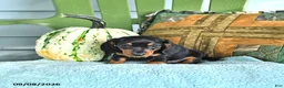 Miniature Dachshund dogs for sale: Josie - Ad 3
