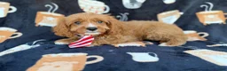 Cavapoo dogs for sale: Bentley  - Ad 9