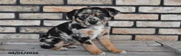 Mixed Breed dogs for sale: Annie - Ad 2