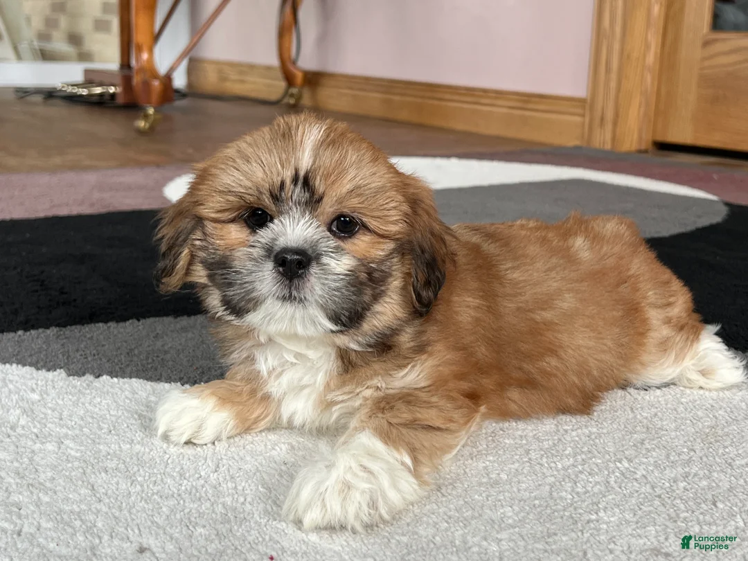 Lhasa Apso dogs for sale: Lacie - Ad 8