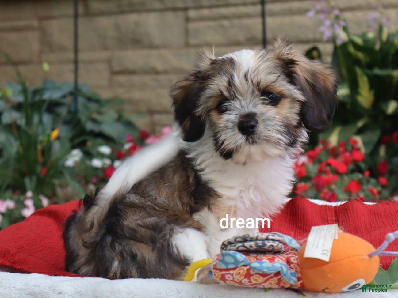 Mixed Breed dogs Nico - Ad 2
