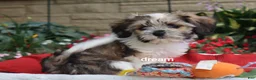 Mixed Breed dogs for sale: Nico - Ad 2
