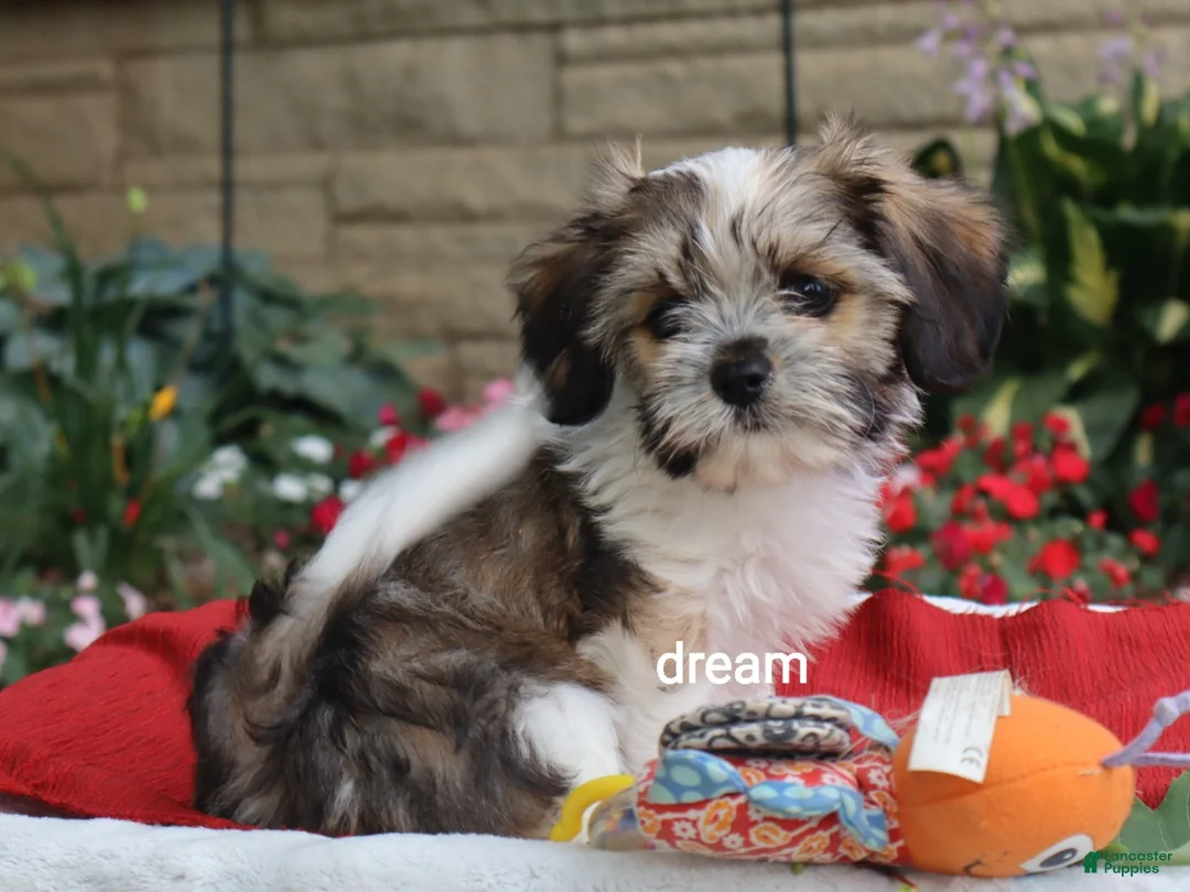 Mixed Breed dogs for sale: Nico - Ad 2