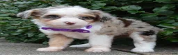 Mini Aussiedoodle dogs for sale: Mini Aspen - Ad 4