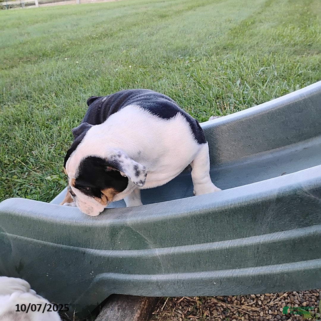 English Bulldog dogs for sale: Rival - Ad 5