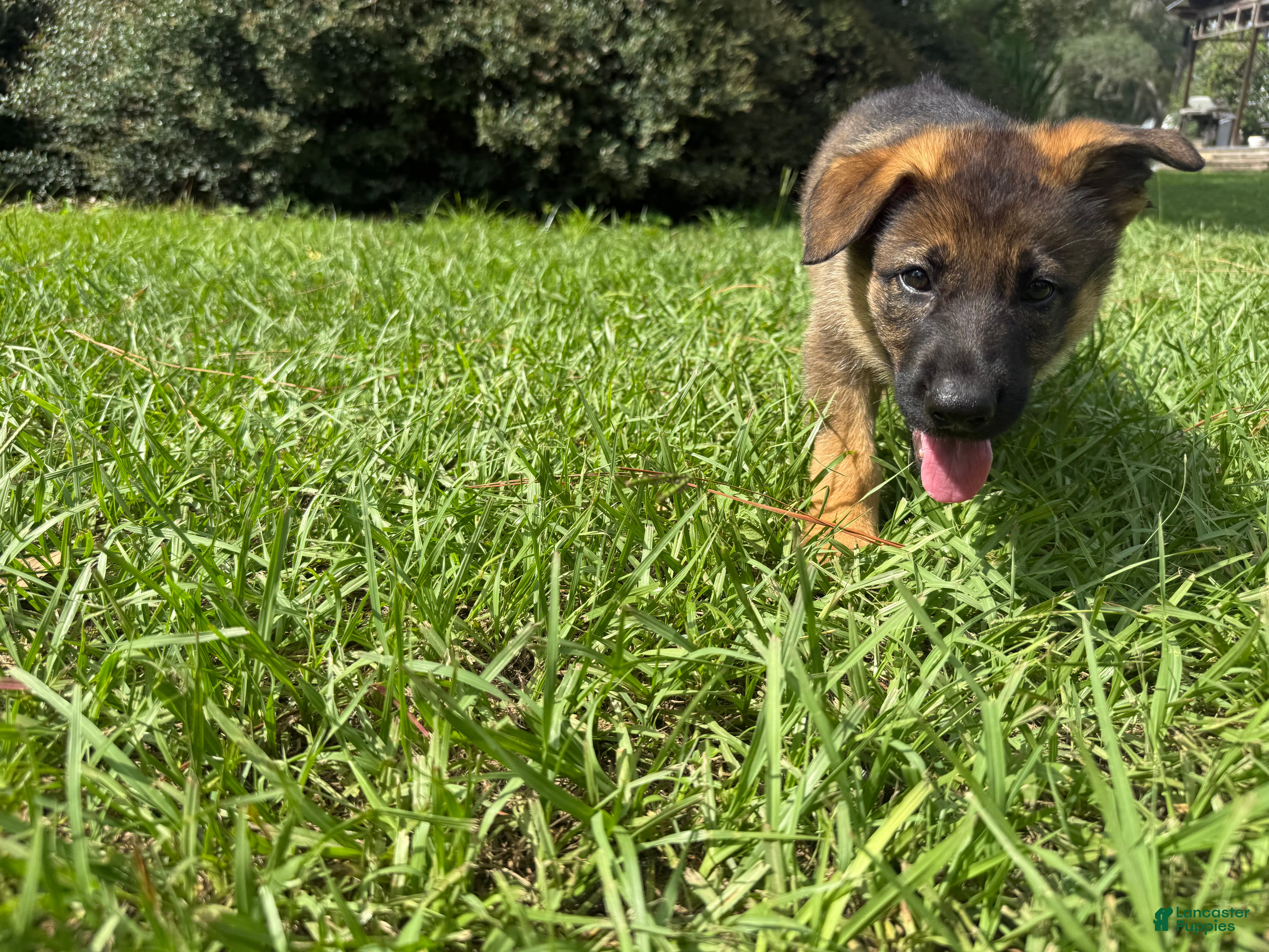 German Shepherd dogs Daphne - Ad 2
