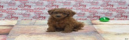 Goldendoodle dogs for sale: Mini Ginger - Ad 1