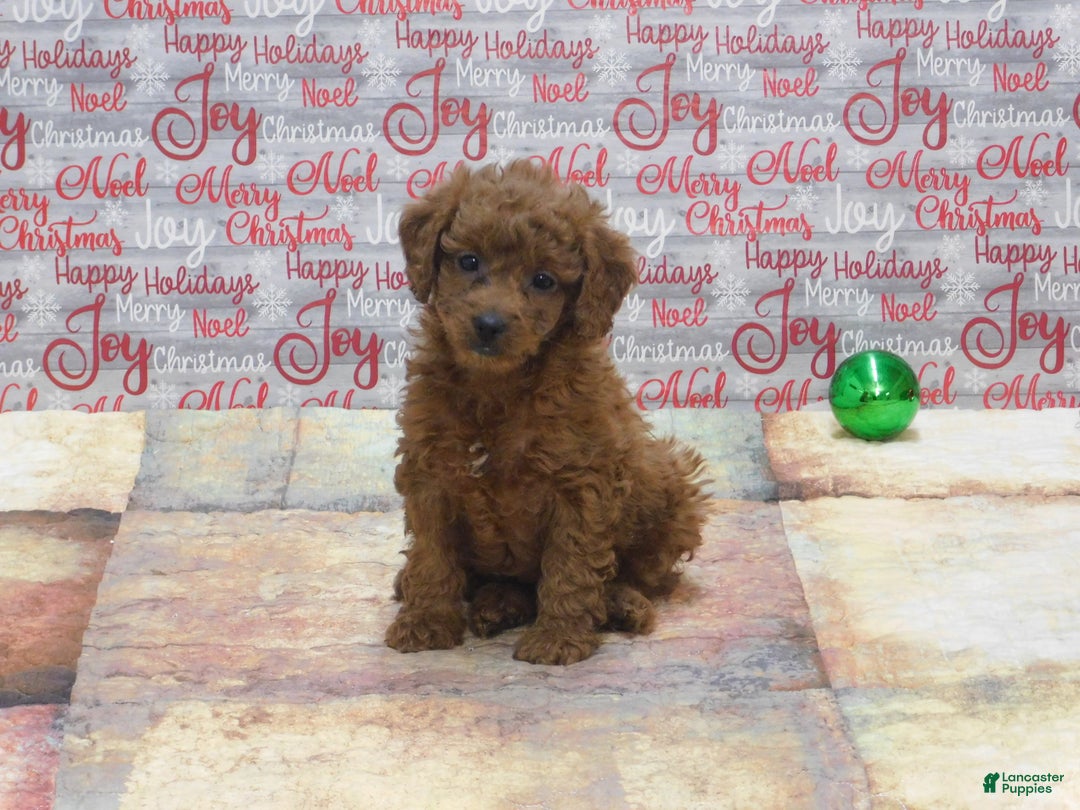 Goldendoodle dogs for sale: Mini Ginger - Ad 1