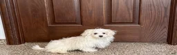Maltese dogs for sale: Cory - Ad 8
