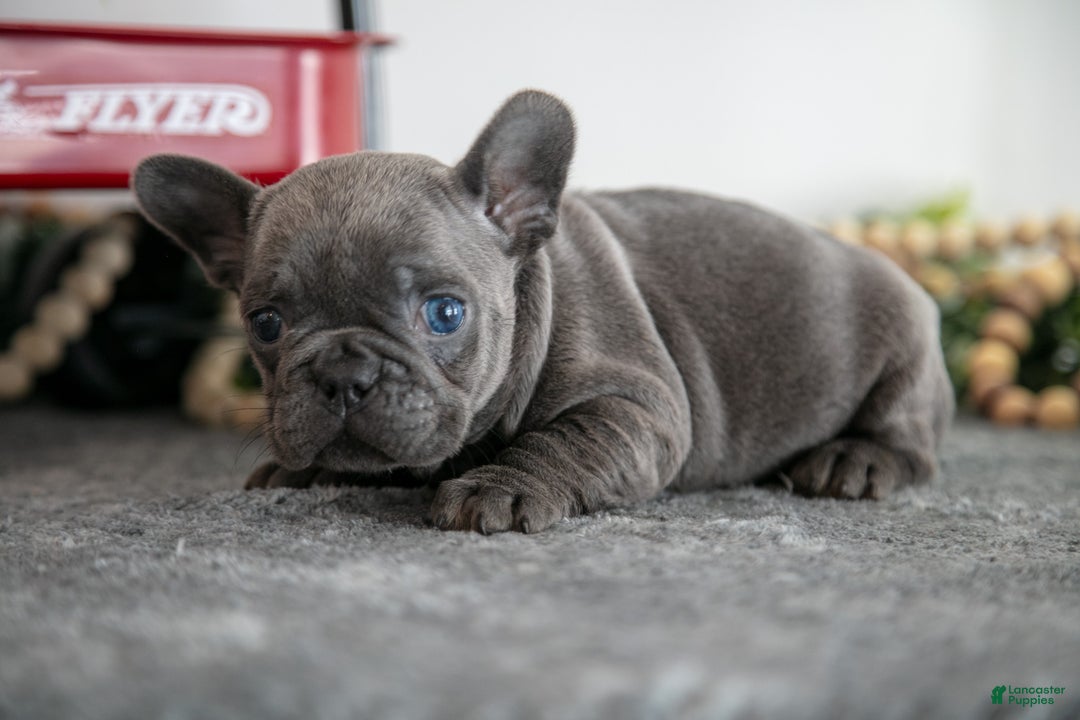 French Bulldog dogs for sale: Alana - Ad 2