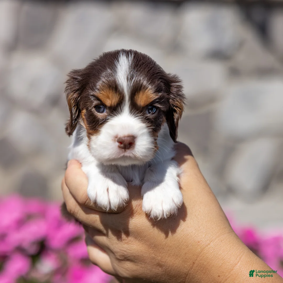 Cavalier King Charles Spaniel dogs for sale: Cavalier King Charles Spaniel 1 - Ad 1