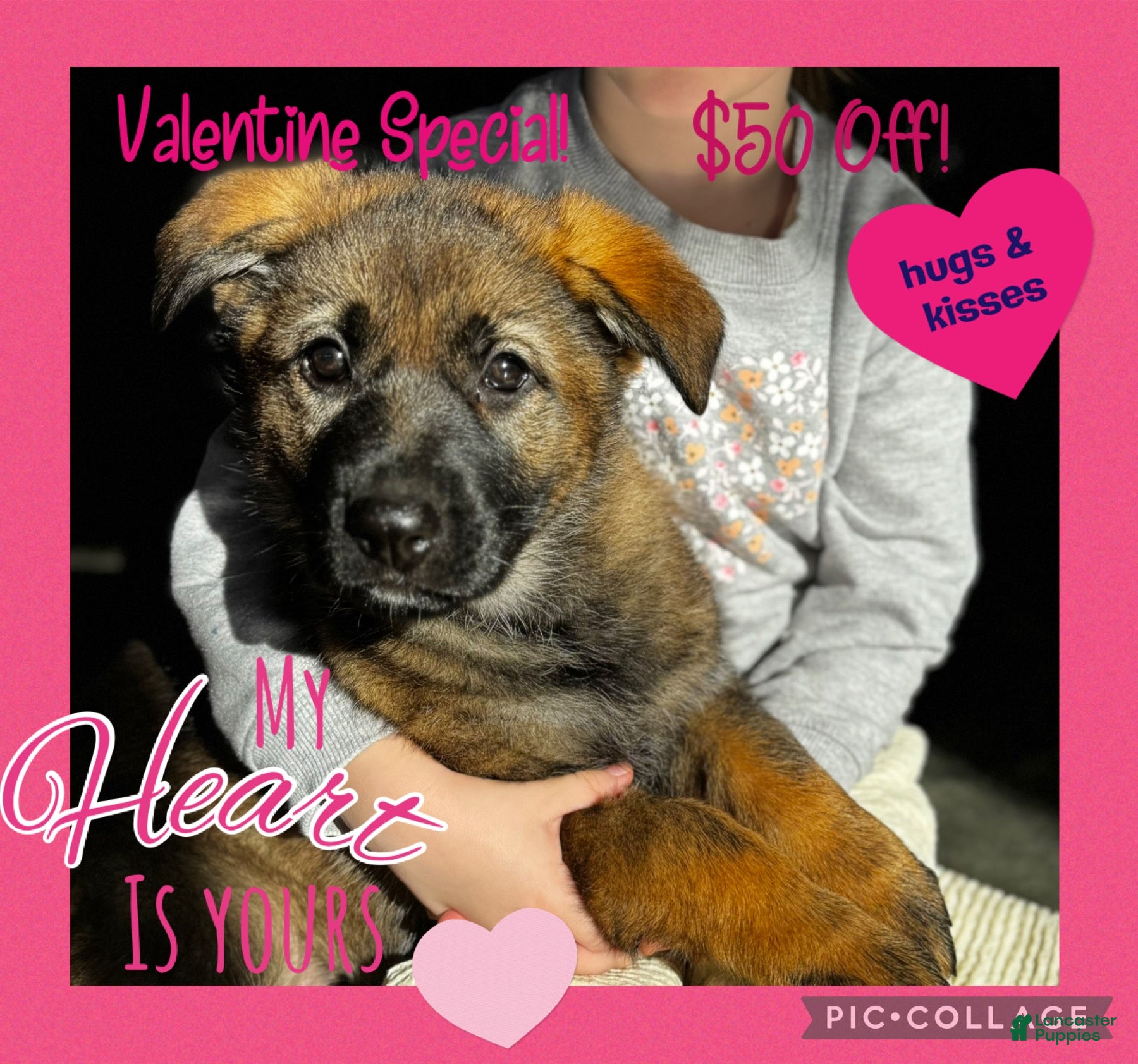 German Shepherd dogs Augusta - Ad 17