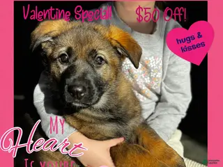 German Shepherd dogs Augusta - Ad 17