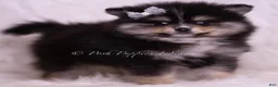 Pomeranian dogs for sale: Pear - Ad 4