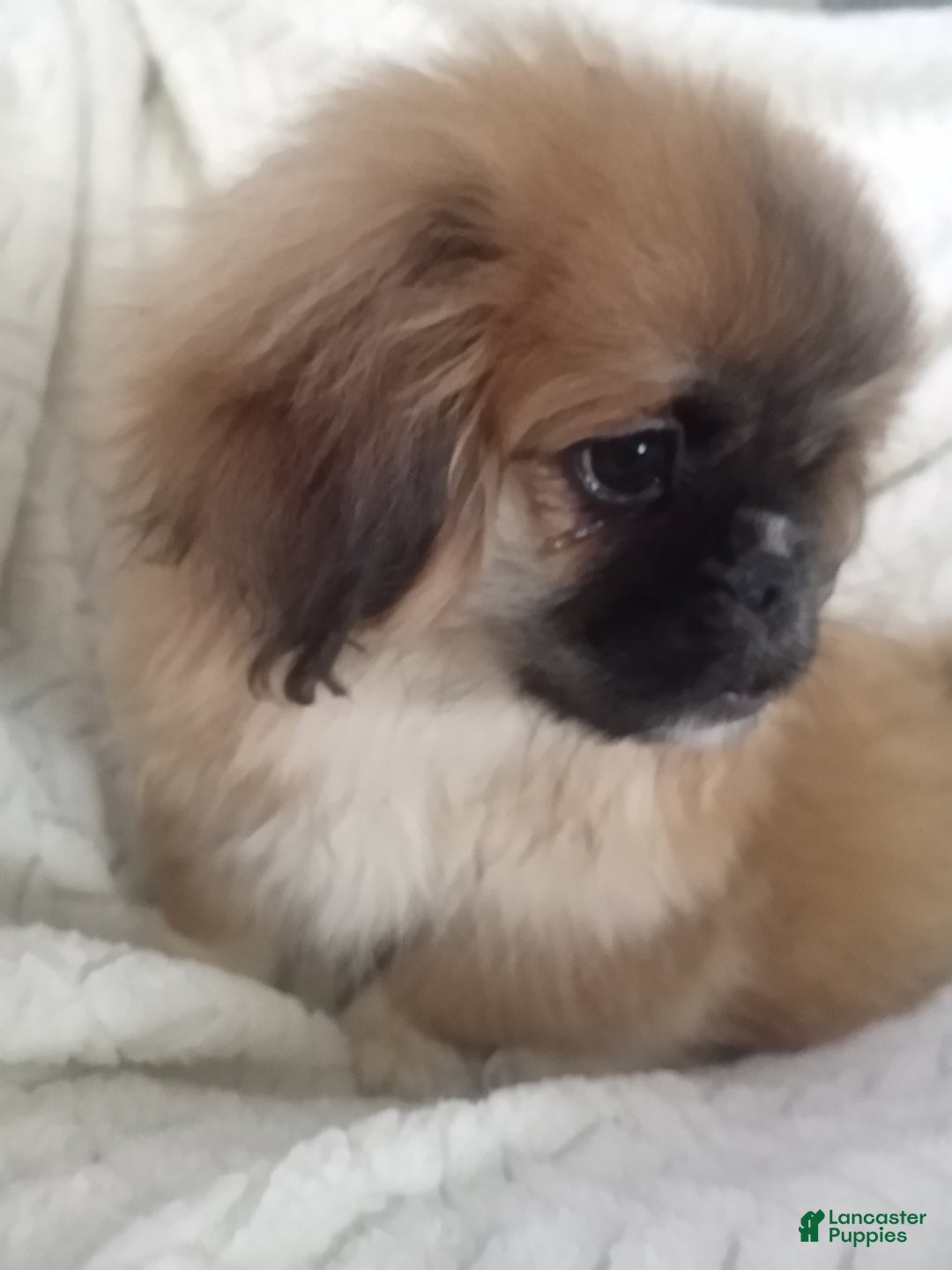 Pekingese dogs for sale: Rocky - Ad 1
