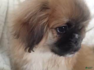 Pekingese dogs Rocky - Ad 1
