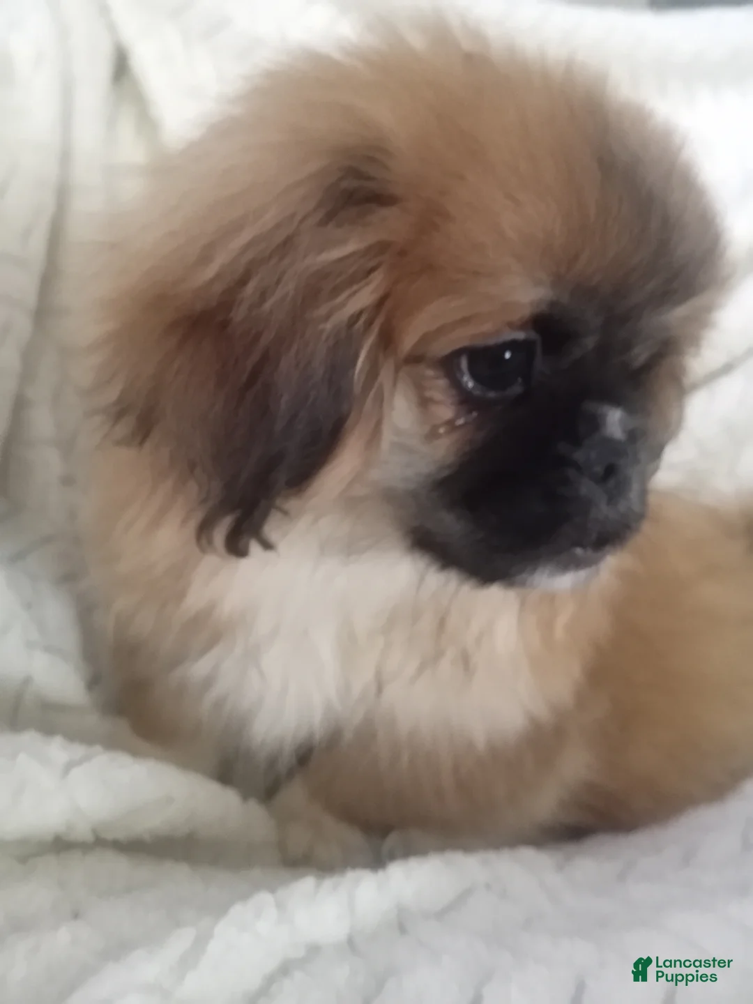 Pekingese dogs for sale: Rocky - Ad 1