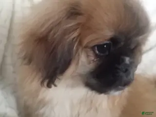 Pekingese dogs Rocky - Ad 6
