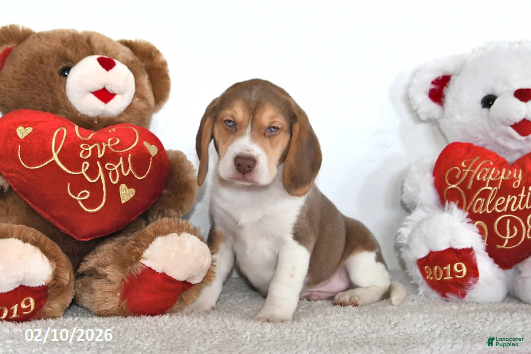 Beagle dogs for sale: Remington - Ad 3
