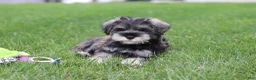 Miniature Schnauzer dogs for sale: Charlie - Ad 8