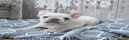 French Bulldog dogs for sale: Levi - Ad 3