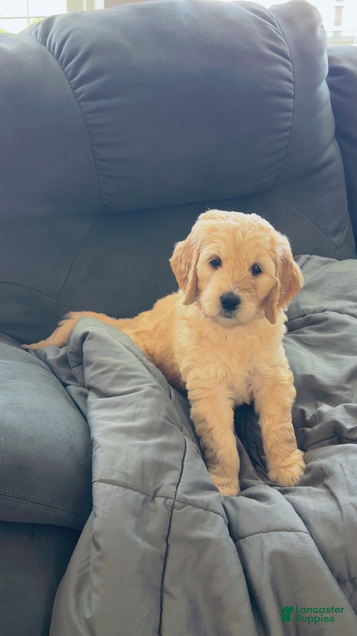 Goldendoodle dogs Goldendoodle Baby Girl Pink - Ad 12