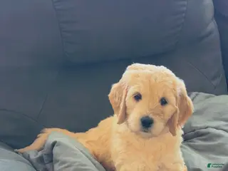 Goldendoodle dogs Goldendoodle Baby Girl Pink - Ad 12