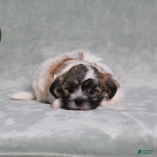 Teddy Bear dogs Decklyn - Ad 2