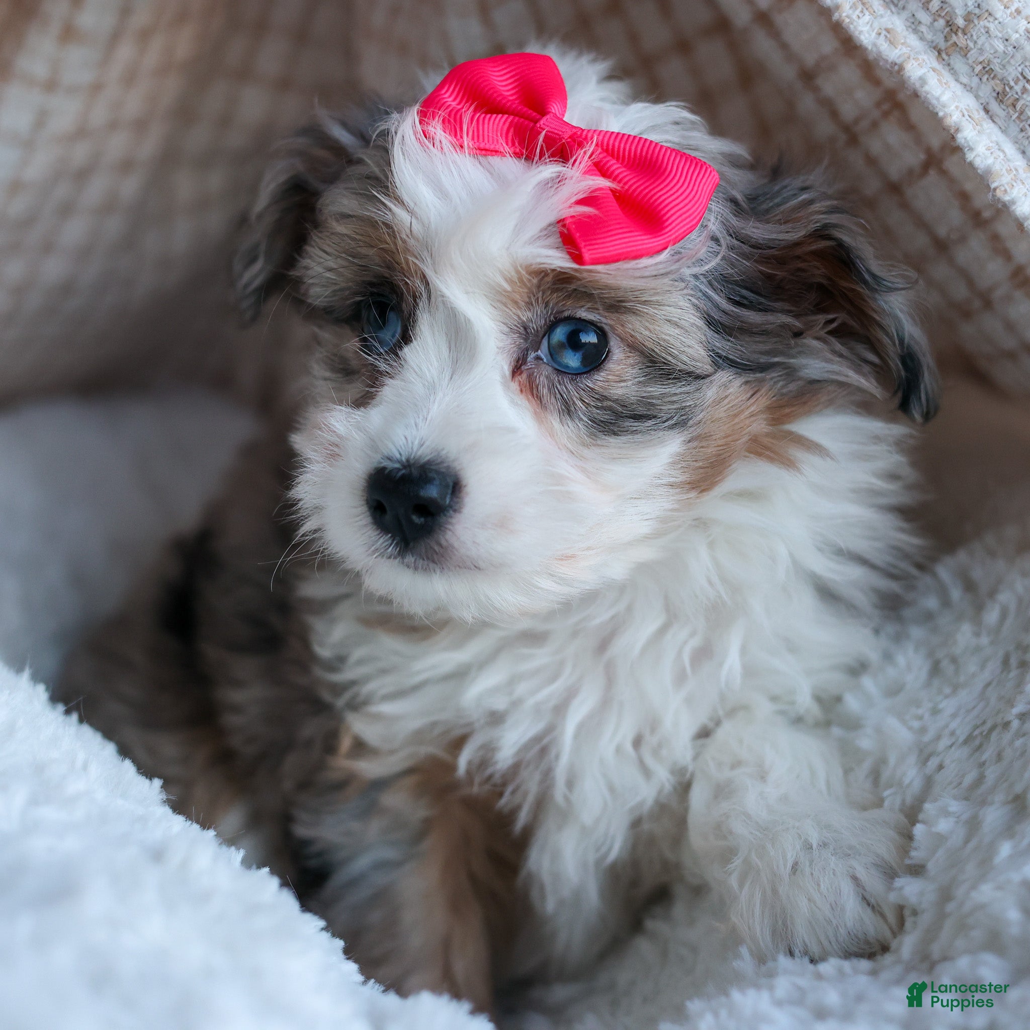 Cute Mini Aussiedoodle Puppies for sale Lancaster Puppies