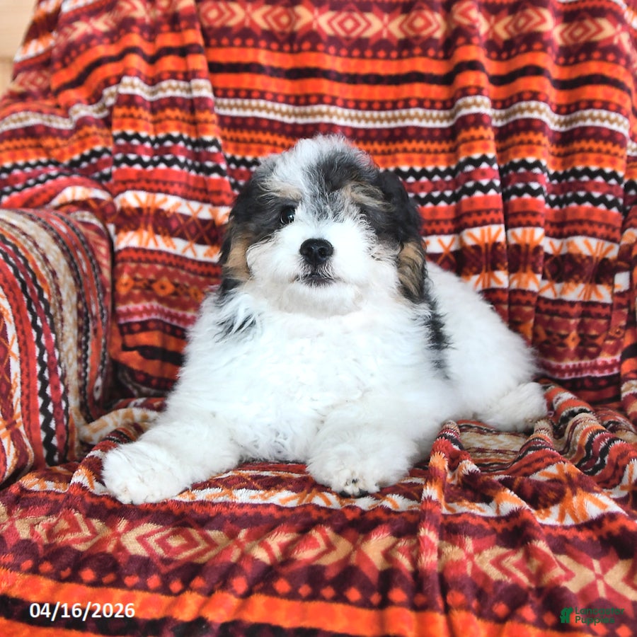 Mini Aussiedoodle dogs Savannah - Ad 1