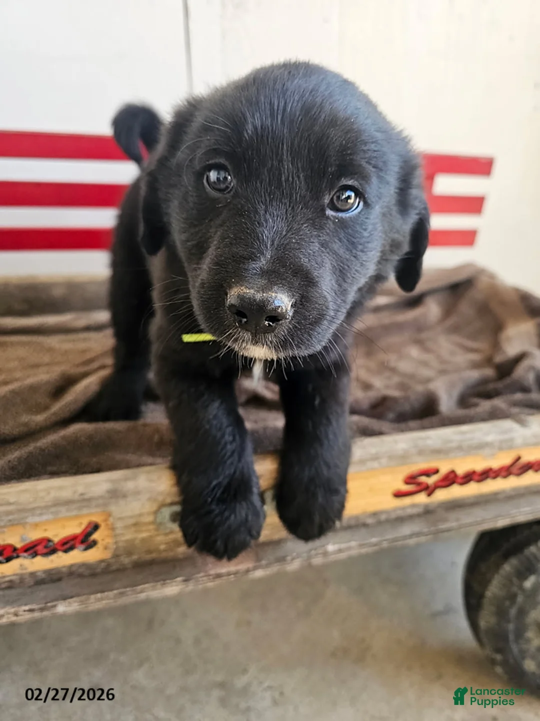 Mixed Breed dogs for sale: Lefty - Ad 1