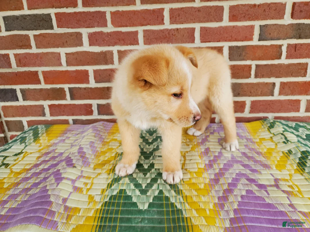 Mixed Breed dogs for sale: Freddy - Ad 4