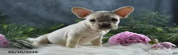 French Bulldog dogs for sale: Jasmine - Ad 8