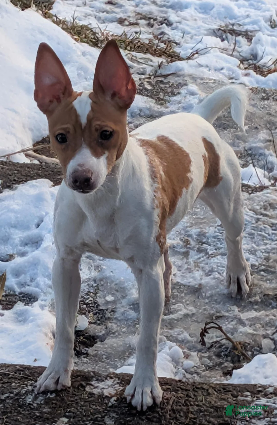 Rat Terrier dogs for sale: Malone - Ad 6