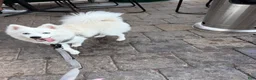 Pomsky dogs for sale: Pomsky 1 - Ad 5