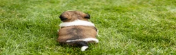 Shih Tzu dogs for sale: Gary  - Ad 5