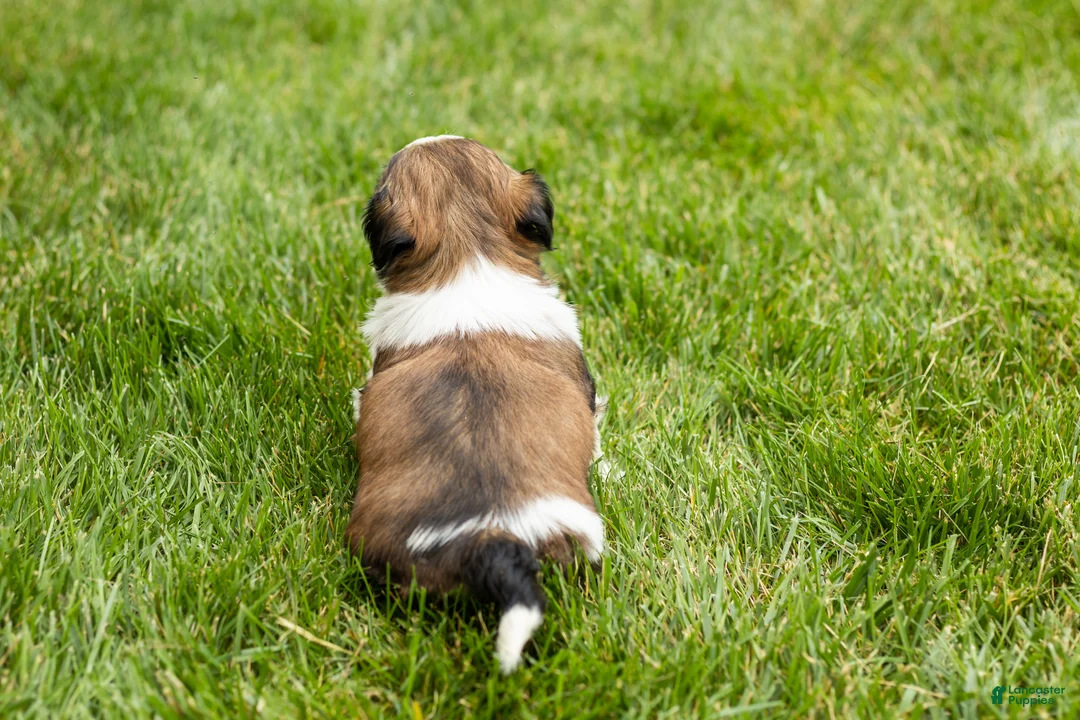 Shih Tzu dogs for sale: Gary  - Ad 5