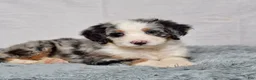 Bernedoodle dogs for sale: Willow - Ad 6