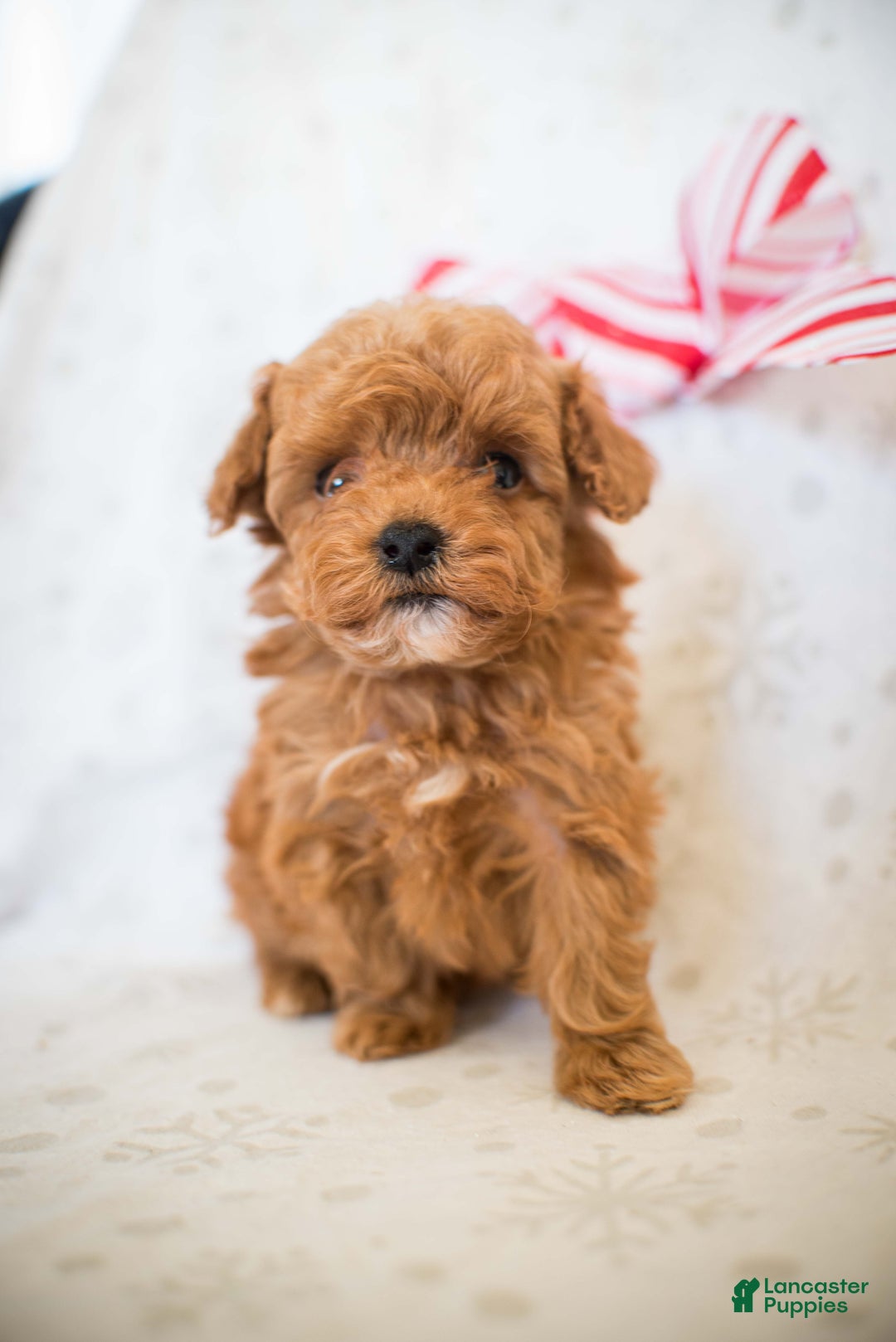 Miniature Poodle dogs for sale: Tiny Tim - Ad 3