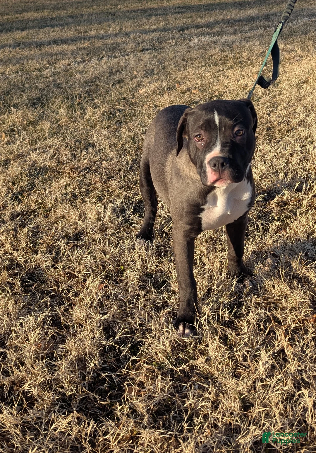 American Bully dogs for sale: Rage - Ad 8