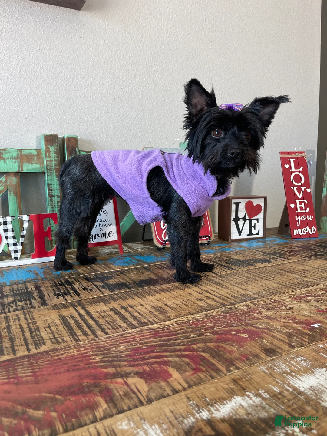 Yorkshire Terrier dogs for sale: KB Black Mia 5 pounds  - Ad 8