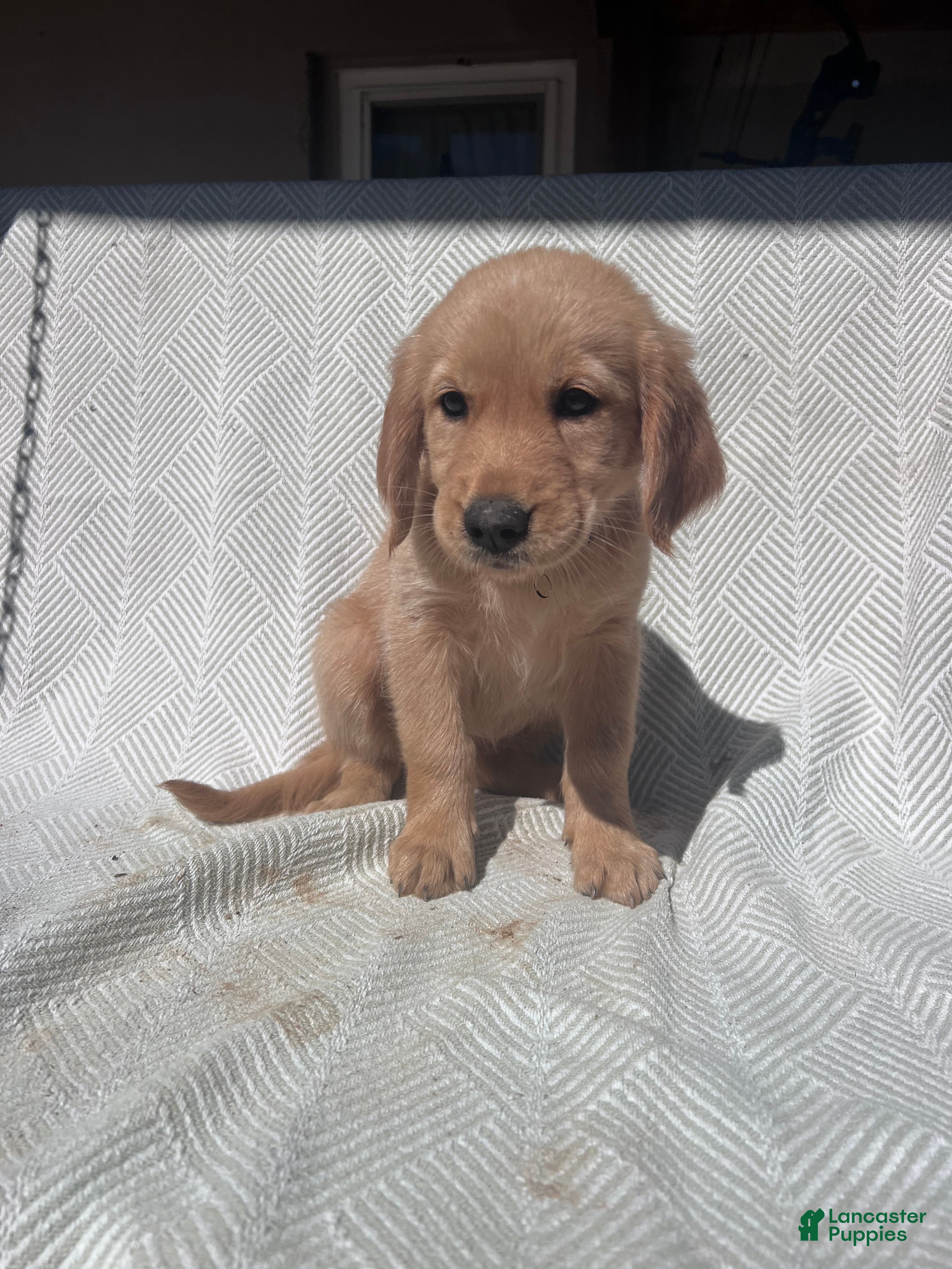 Golden Retriever dogs Golden Retriever 6 - Ad 1