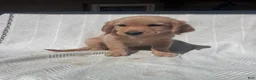 Golden Retriever dogs for sale: Golden Retriever 6 - Ad 1